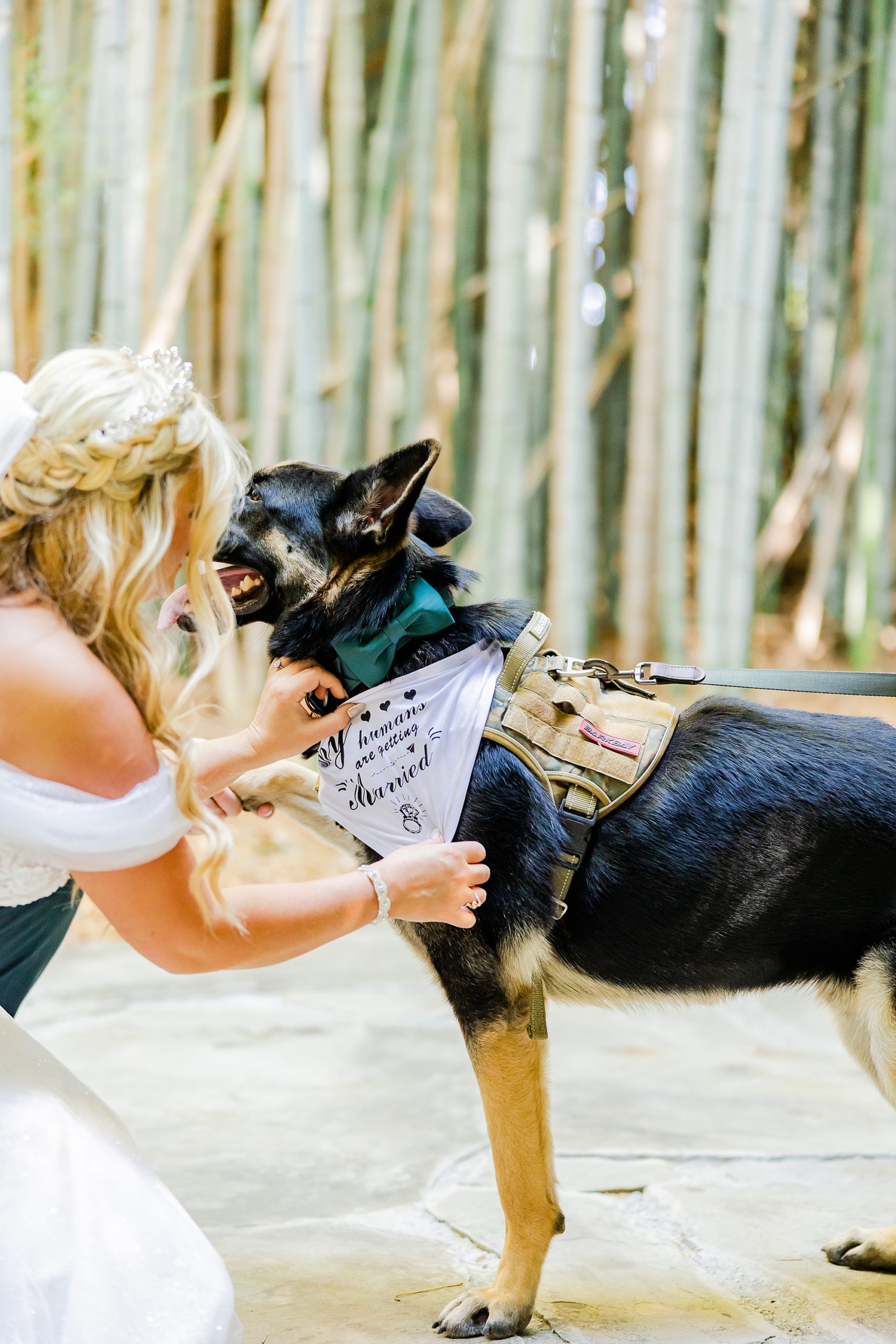 bride adjust custom bandana on dog at Camelot Meadows